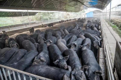 重庆海林生猪发展 探索畜牧渔业与饲料销售协同发展之路