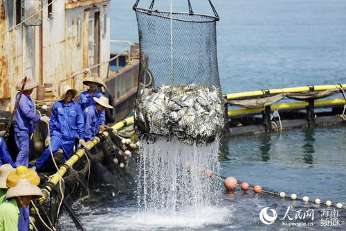 海南党史百件大事 实施“一省两地”产业发展战略与畜牧渔业饲料销售的转型升级