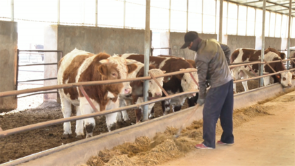 【乡村行·看振兴】高台 “畜”势勃发牧歌欢——畜牧渔业饲料销售助力产业兴旺